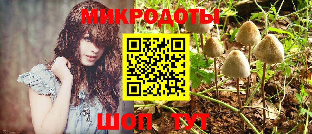 Псилоцибиновые грибы Psilocybine cubensis Энгельс